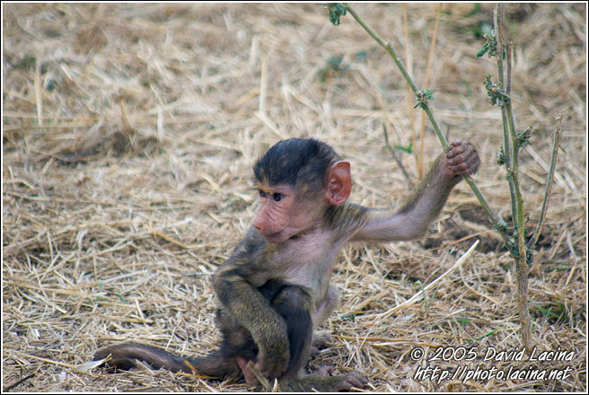 Cute One - Tarangire NP, Tanzania