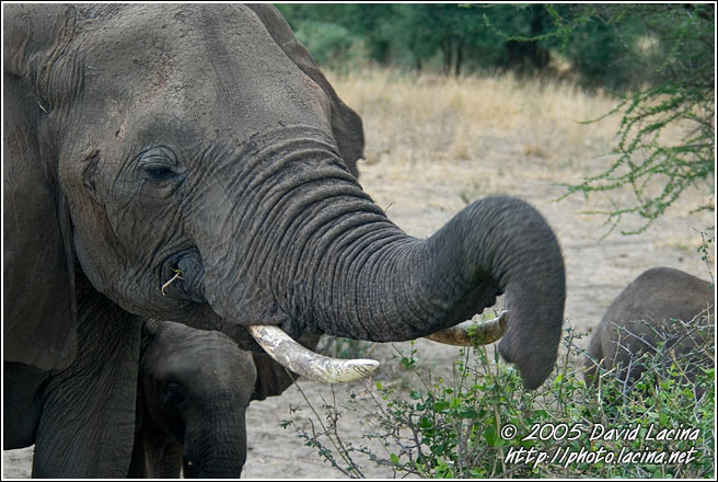 Let Me Taste This One - Tarangire NP, Tanzania