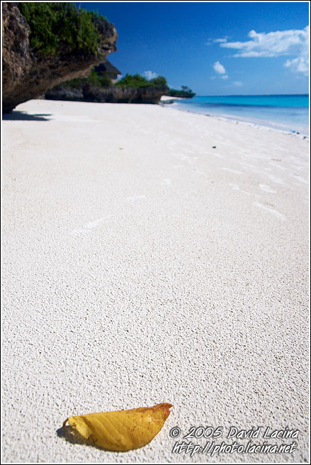 Leaf On A Beach - Northern Zanzibar, Tanzania