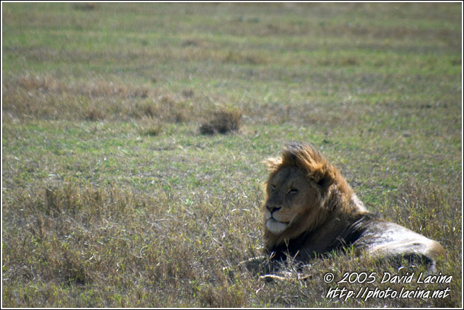 Lion During Rest - Ngorongoro Crater, Tanzania