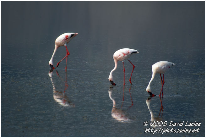 Trio - Ngorongoro Crater, Tanzania