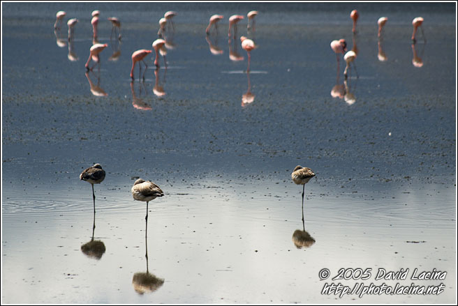 Flamingos In Ngorongoro - Ngorongoro Crater, Tanzania
