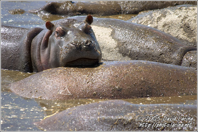 Thinking Hippopotamus - Ngorongoro Crater, Tanzania