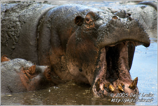 Need Dentist! See? - Ngorongoro Crater, Tanzania