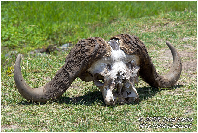 Stronger Will Survive - Ngorongoro Crater, Tanzania