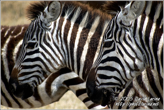 The White Stripes - Ngorongoro Crater, Tanzania