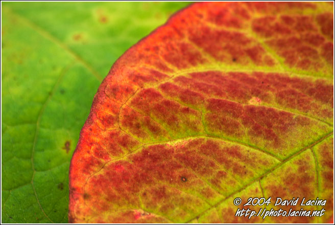 Leaf Abstraction - Best of 2004, Norway