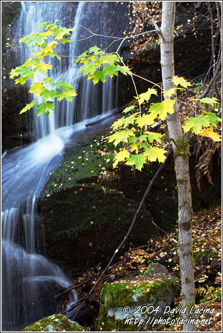 Tree By A Waterfall - Best of 2004, Norway