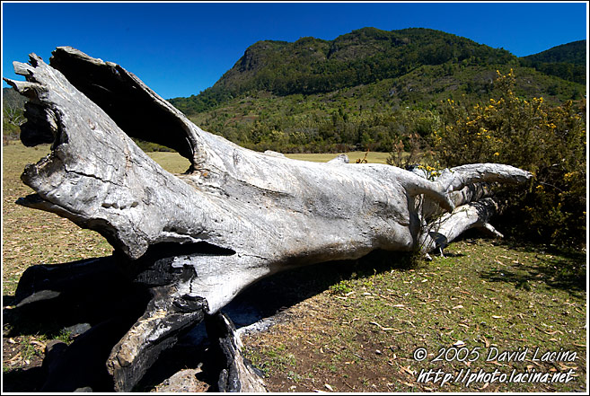 Old Tree Resting - Nature Of Usambara Mountains, Tanzania
