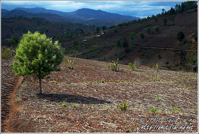 Lonely Tree By Path - Nature Of Usambara Mountains, Tanzania