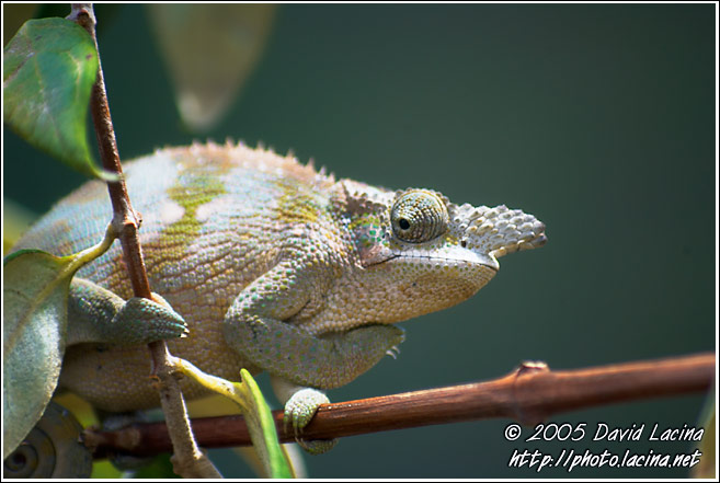 Chameleon - Nature Of Usambara Mountains, Tanzania