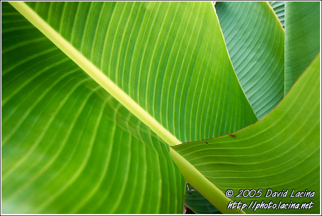 Leaves In Harmony - Nature Of Usambara Mountains, Tanzania
