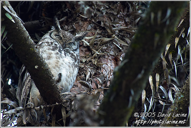 Spotted Eagle-Owl (Bubo Africanus) - Nature Of Usambara Mountains, Tanzania