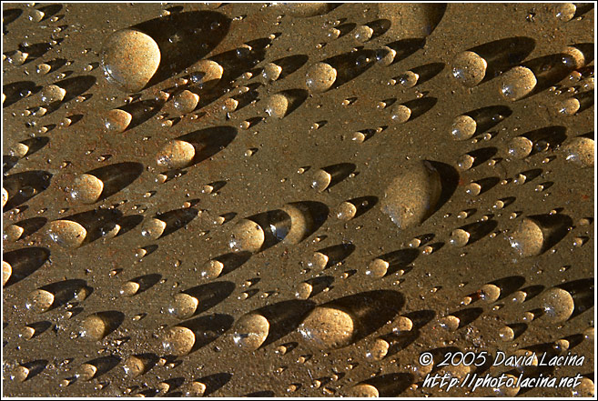 Morning Drops Of Hope - Nature Of Usambara Mountains, Tanzania