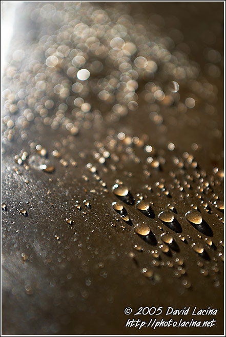Morning Drops - Nature Of Usambara Mountains, Tanzania