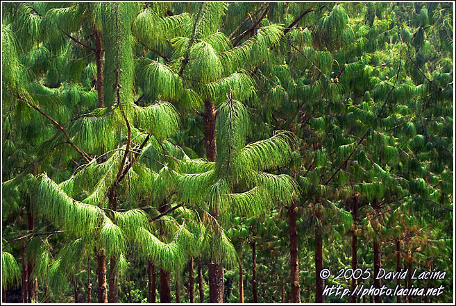 Pine Tree Abstraction - Nature Of Usambara Mountains, Tanzania