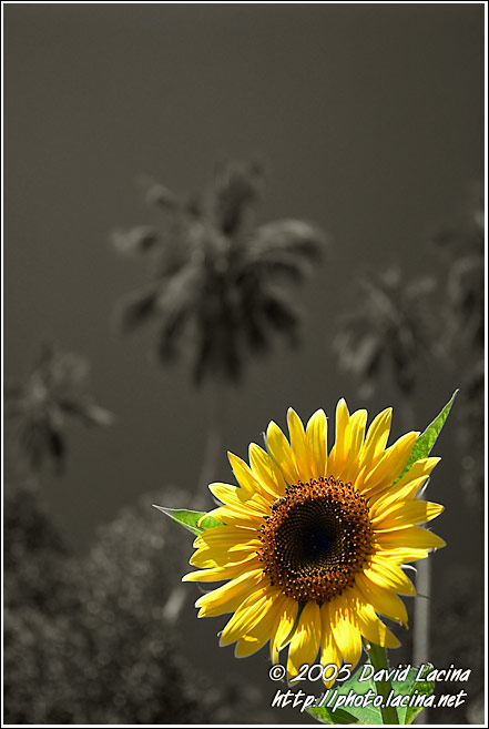 Exotic Sunflower - Colorized Tanzania, Tanzania
