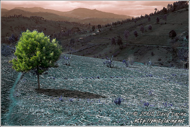 Tree By A Path - Colorized Tanzania, Tanzania