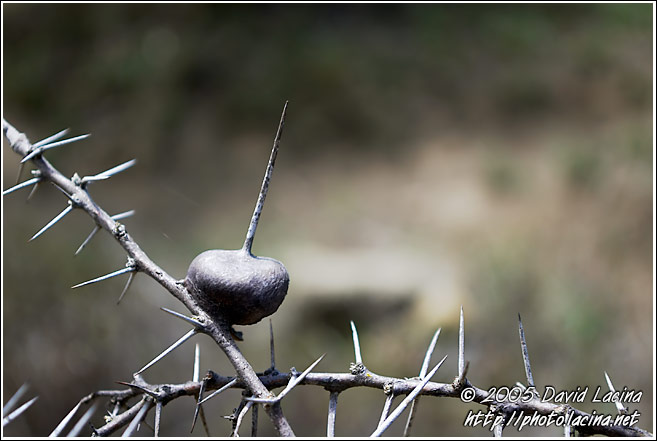 Thorns - Hell's Gate, Kenya
