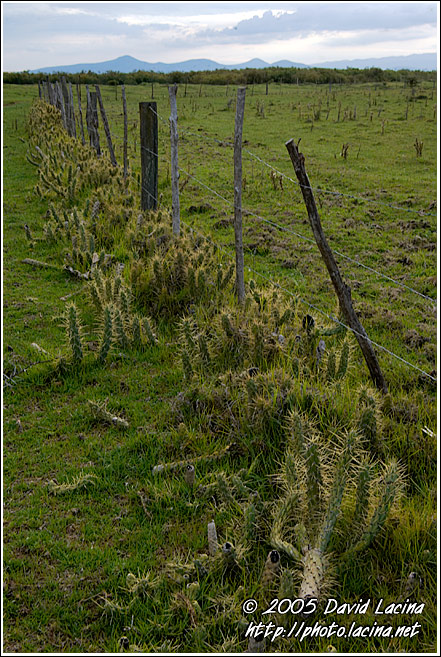 Fence And Cactuses - Lake Naivasha, Kenya