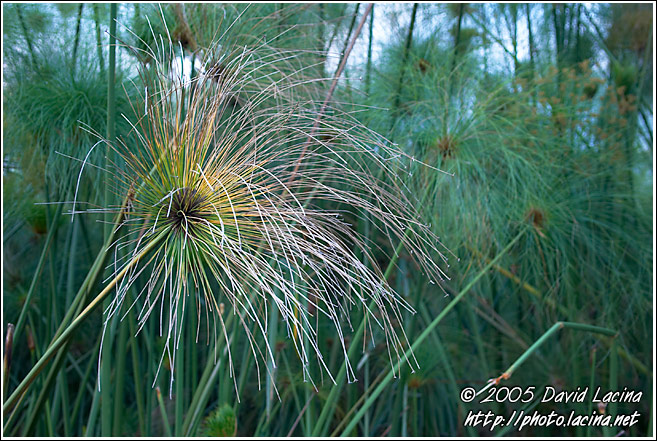 Flower Abstraction - Lake Naivasha, Kenya