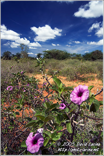 God-forsaken Beauty - The Suguta Valley-Nature, Kenya