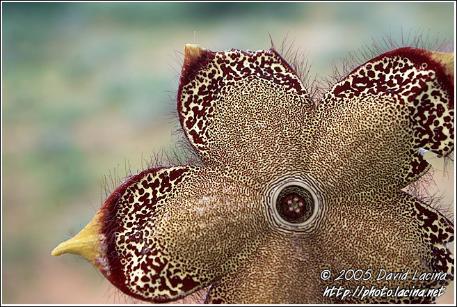 Star Of The Desert - The Suguta Valley-Nature, Kenya