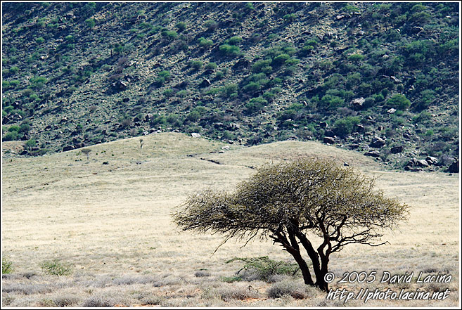 Tree By A Mountain - The Suguta Valley-Nature, Kenya