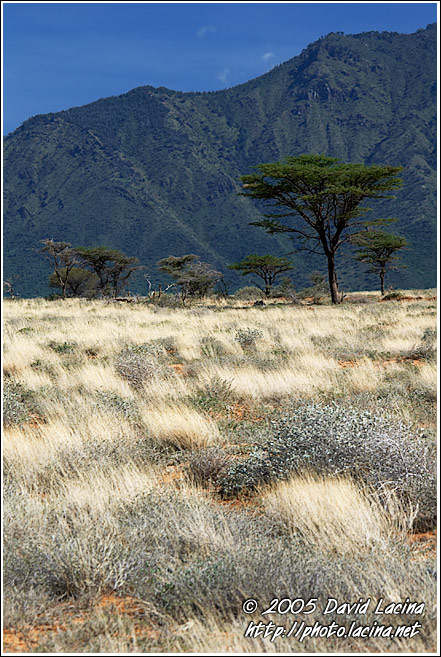 Savannah - The Suguta Valley-Nature, Kenya