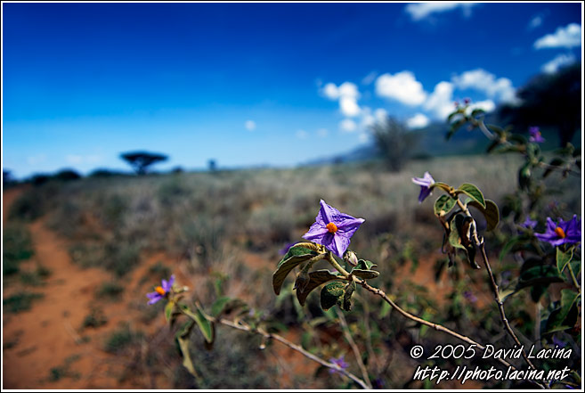 Hitchhikers - The Suguta Valley-Nature, Kenya