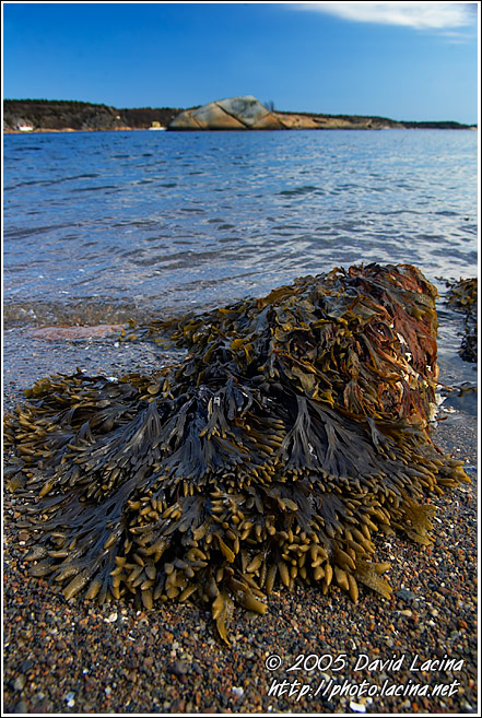 Bergekilen And Brown Algae - Best of 2005, Norway