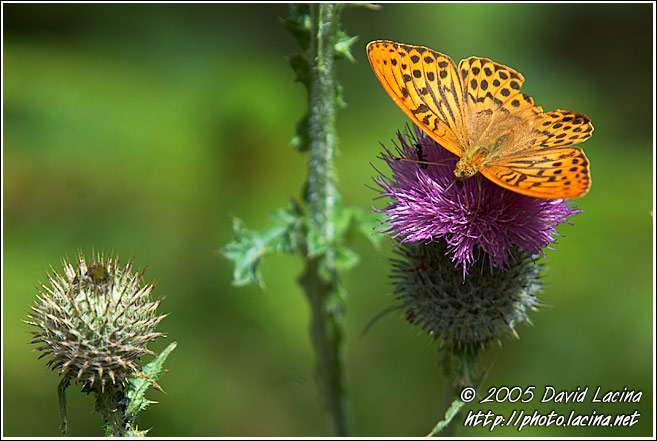 Butterfly On A Flower - Best of 2005, Norway