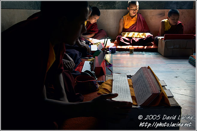 Monks In Prayer - Golden Temple, Namdroling Monastery, India