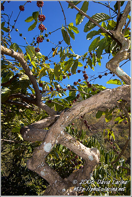 Coffe Plant - Kodagu (Coorg) Hills, India