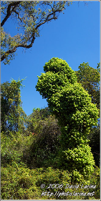 Coorg Jungle - Kodagu (Coorg) Hills, India