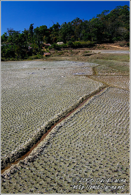 Harvested Rice Field - Kodagu (Coorg) Hills, India