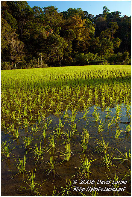 Rice Field - Kodagu (Coorg) Hills, India