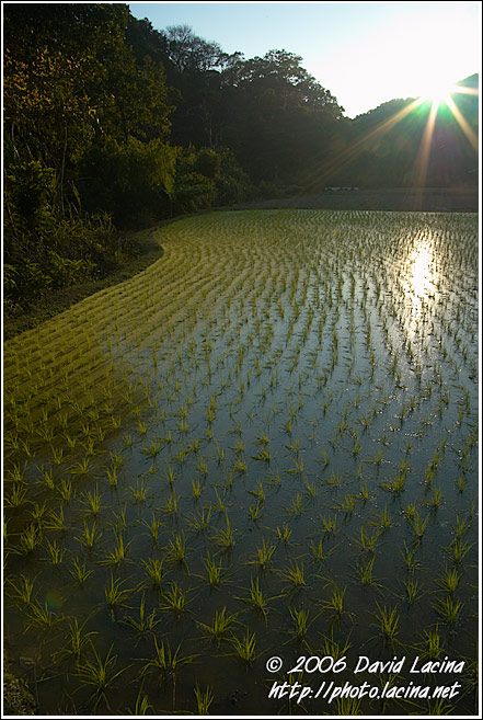 Sunset And Rice FIield - Kodagu (Coorg) Hills, India