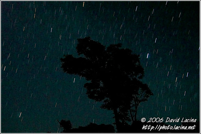 Tree And Startrails - Kodagu (Coorg) Hills, India