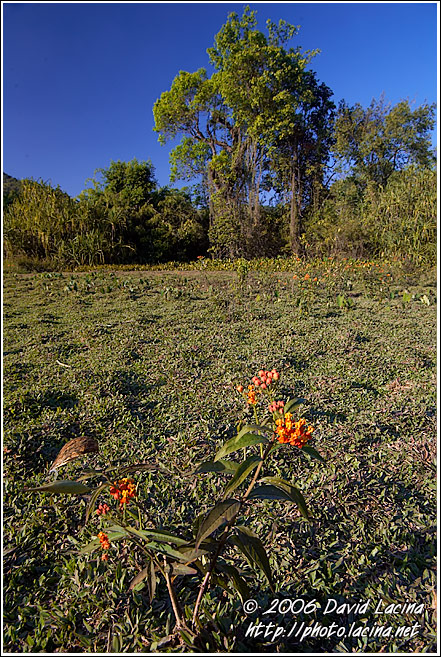 Flower In Kodagu Jungle - Kodagu (Coorg) Hills, India