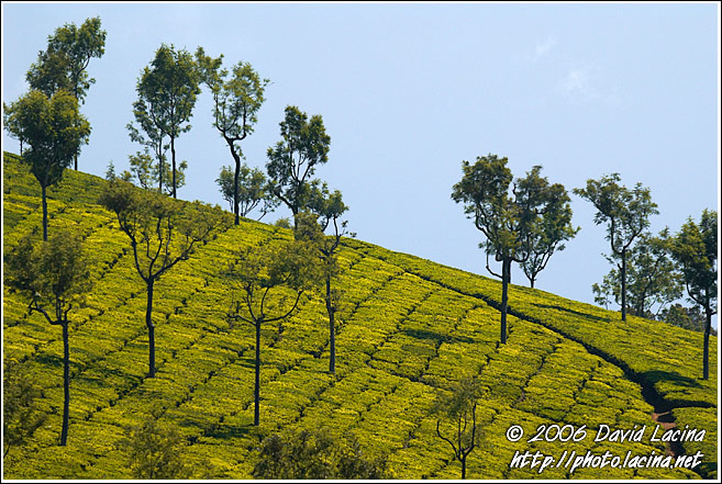 Tea Plantation - Ooty, India