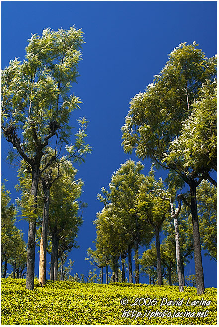 Tea Plantation - Ooty, India