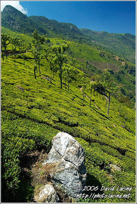Tea Plantation - Ooty, India