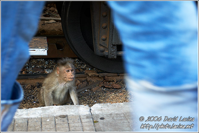 Monkey By Ooty Train - Ooty, India