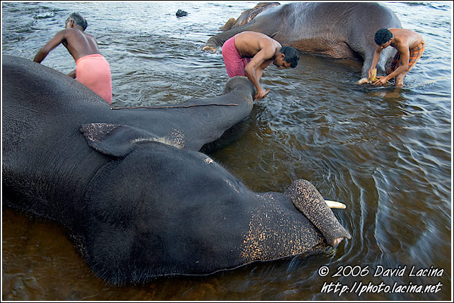 Pedicure - Elephant Training Center, India