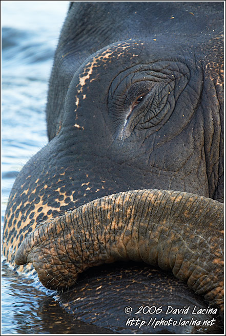 Elephant Resting In River - Elephant Training Center, India