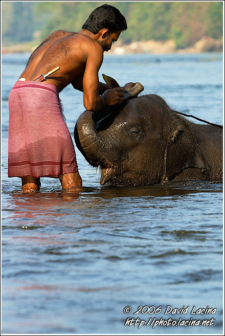 Cleaning Baby Elephant - Elephant Training Center, India