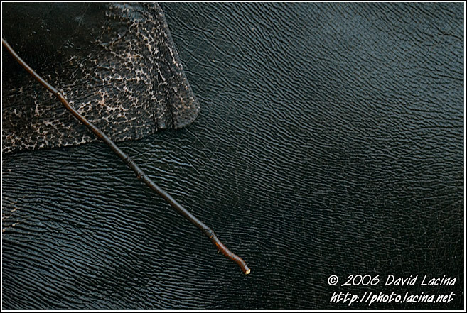Elephant Abstraction - Elephant Training Center, India