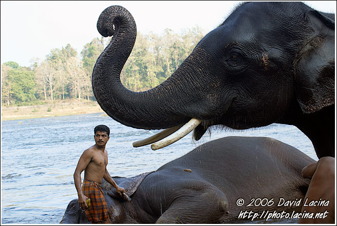 Elephant And Man - Elephant Training Center, India