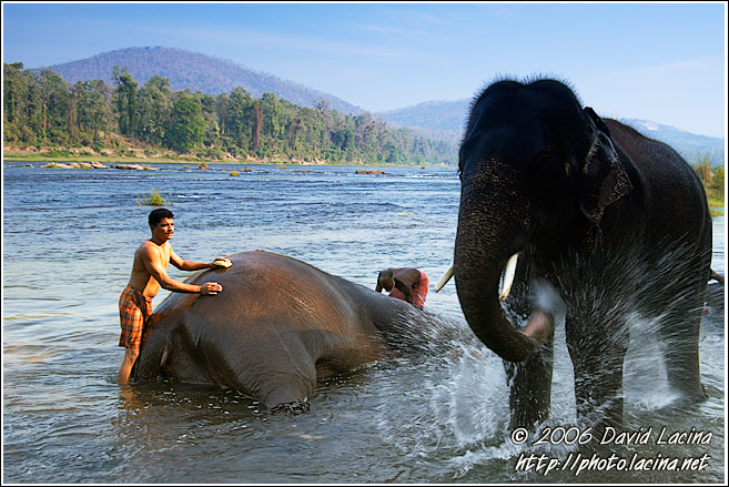 Elephant Washing Himself - Elephant Training Center, India